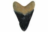 Serrated, Fossil Megalodon Tooth - Great Color #145420-1